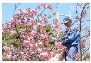 八重桜摘みとり.jpg